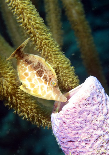 Bonaire_WannaDive_UW_Profil