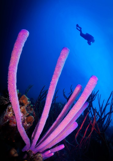 Bonaire_Buddy_Dive_Resort_Profil_03