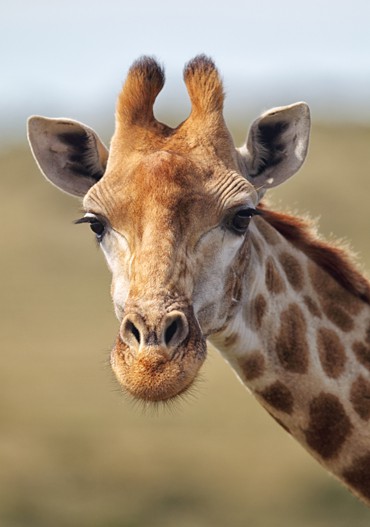 SS_Suedafrika_Mosambik_Profil