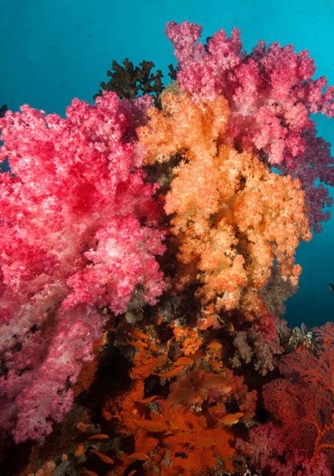 Fiji_Volivoli_Profil_02