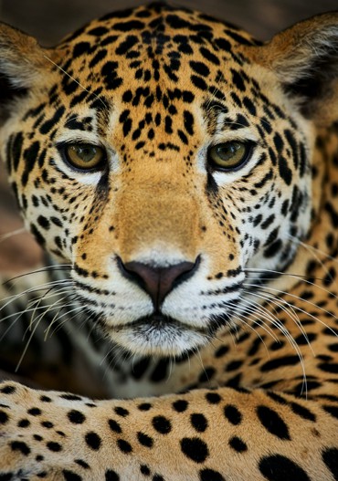 SS_Belize_Jaguar_Profil