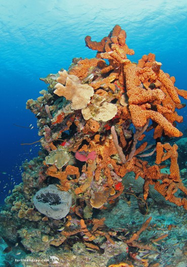 Curacao_Scuba_Lodge_Profil_02