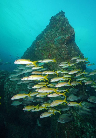 Oman_Oman_Explorer_Barney_Profil