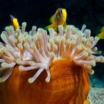 Oasis Hotel Ägypten,