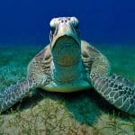 Oasis Hotel Ägypten,