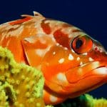 Rotes Meer 2009 Marsa Alam