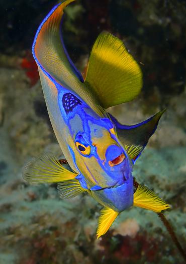 Bonaire_Dive_Friends_Profil_02