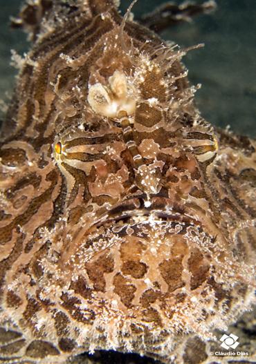 Delfins_Beach_Resort_01