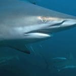 Tauchreisen und Meer