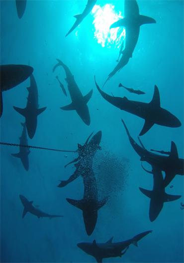 Tauchreisen und Meer