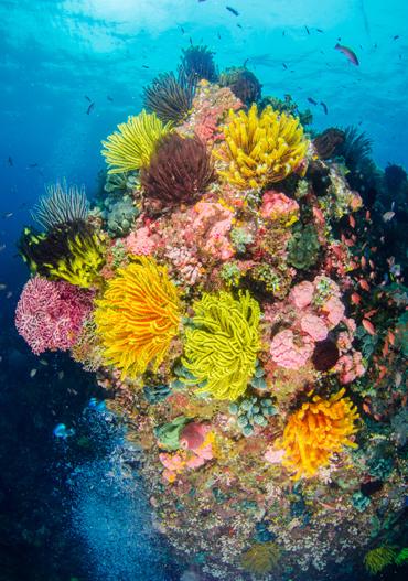 Colourful,Corals,In,Anilao,,,Batangas,,,Philippines