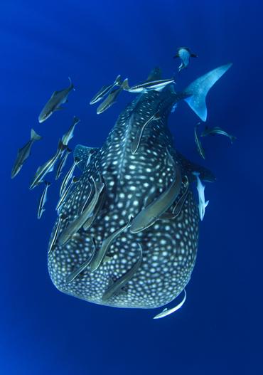 Whale,Shark,With,Remora,And,Cobia,Fish