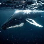 Tauchsafari Norwegen, Norwegen tauchen, Norwegen Orcas, Tauchen mit Walen, Walsafari Norwegen, Tauchreise Norwegen,