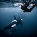 Tauchsafari Norwegen, Norwegen tauchen, Norwegen Orcas, Tauchen mit Walen, Walsafari Norwegen, Tauchreise Norwegen,