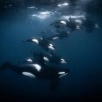 Tauchsafari Norwegen, Norwegen tauchen, Norwegen Orcas, Tauchen mit Walen, Walsafari Norwegen, Tauchreise Norwegen,