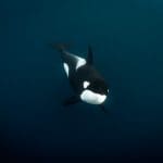 Tauchsafari Norwegen, Norwegen tauchen, Norwegen Orcas, Tauchen mit Walen, Walsafari Norwegen, Tauchreise Norwegen,