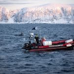 Tauchsafari Norwegen, Norwegen tauchen, Norwegen Orcas, Tauchen mit Walen, Walsafari Norwegen, Tauchreise Norwegen,