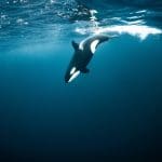Tauchsafari Norwegen, Norwegen tauchen, Norwegen Orcas, Tauchen mit Walen, Walsafari Norwegen, Tauchreise Norwegen,