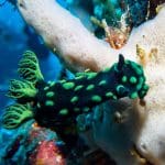 Procoisland_Halmahera06