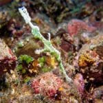 Procoisland_Halmahera08