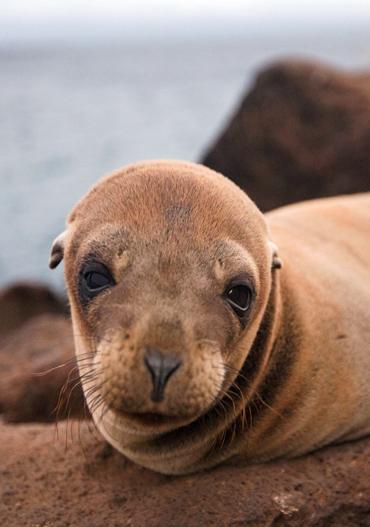 Galapagps_Pro_Profil_01