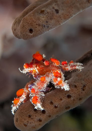 Carribbean_Explorer_Profil