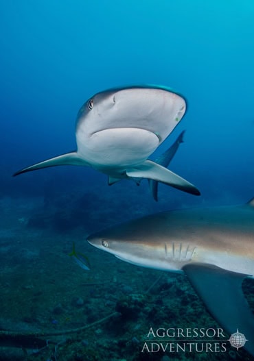 Bahamas_Aggressor_Profil